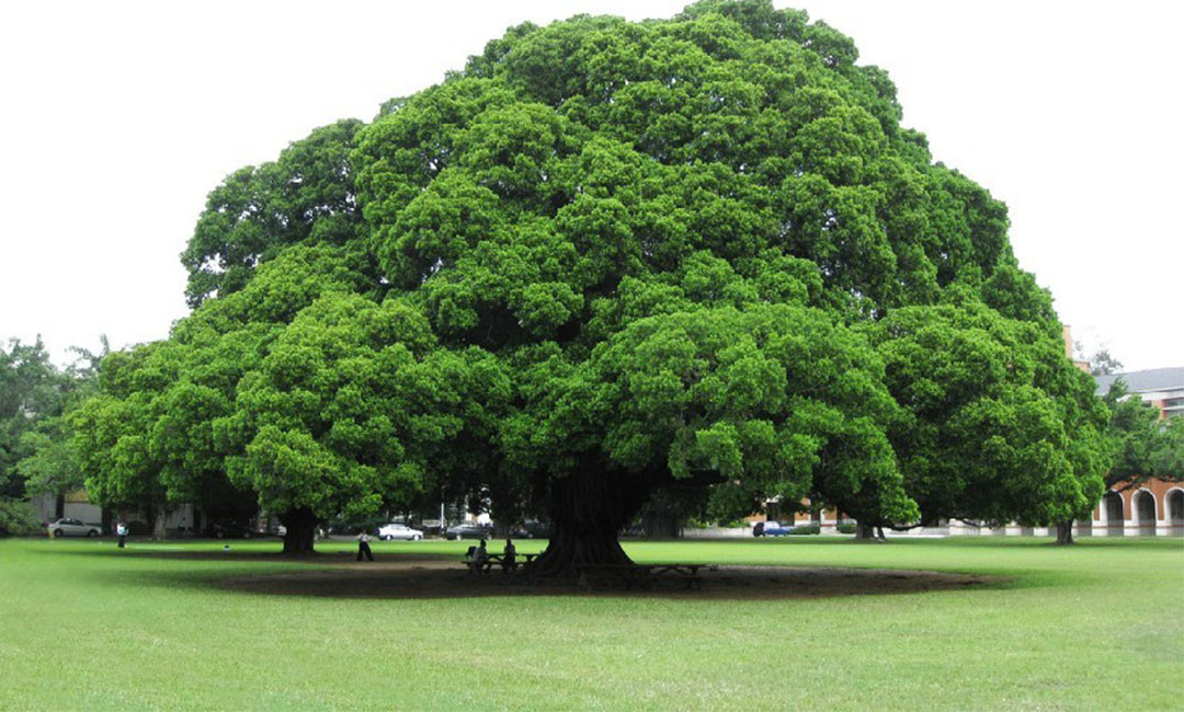 张家口金榕树服务号代运营案例